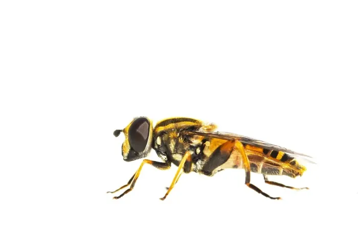 Framed Print : Helophilus pendulus