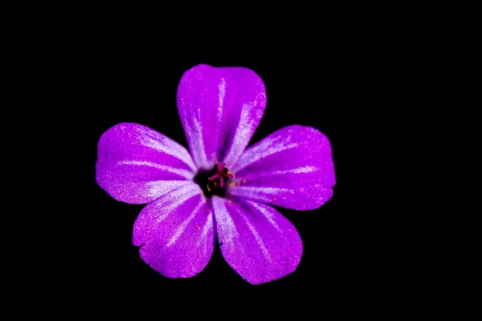 Framed Print : Herb Robert, Geranium robertianum