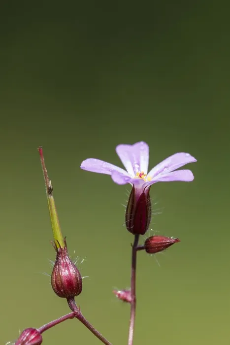 Framed Print : Herb Robert, Geranium robertianum
