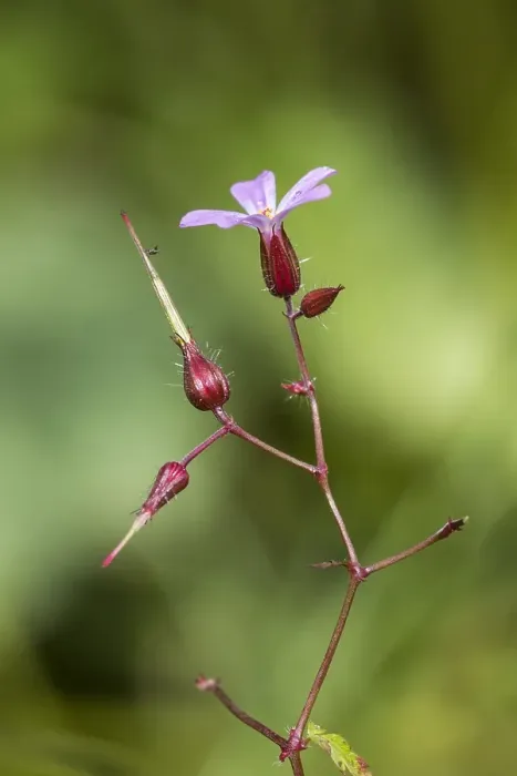 Framed Print : Herb Robert, Geranium robertianum