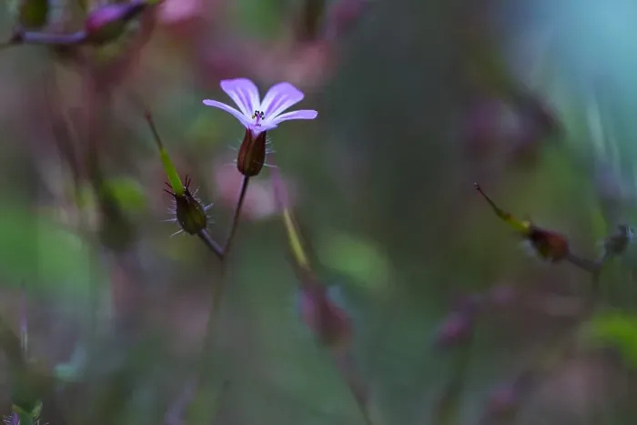 Framed Print : Herb Robert, Geranium robertianum