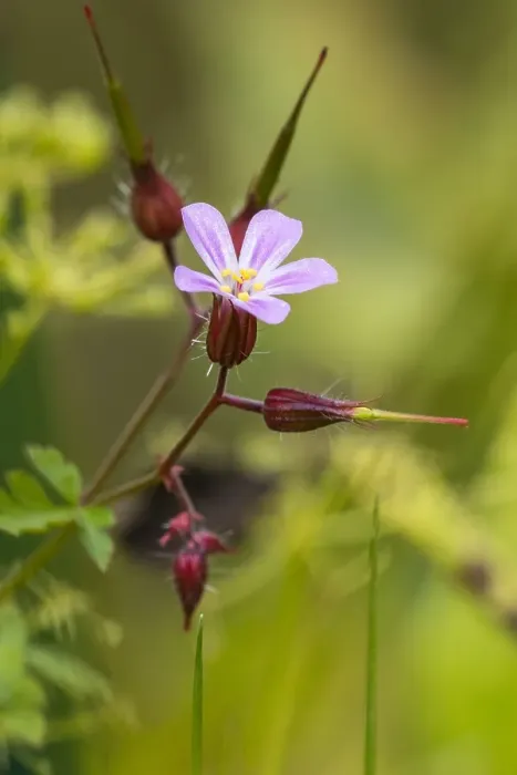 Framed Print : Herb Robert, Geranium robertianum