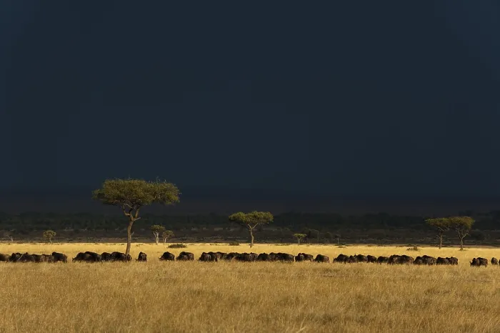 Framed Print : A herd of migrating wildebeests