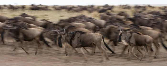 Framed Print : A herd of migrating wildebeests