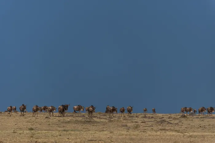 Framed Print : A herd of migrating wildebeests