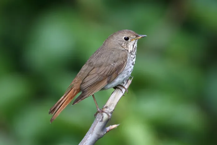 Framed Print : Hermit Thrush Catharus guttatus Framed Print : Hermit Thrush Catharus guttatus