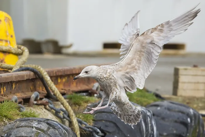 Framed Print : Herring Gull