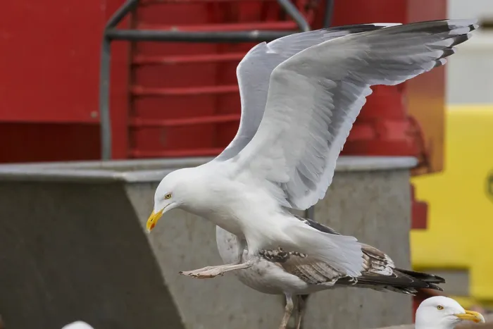 Framed Print : Herring Gull