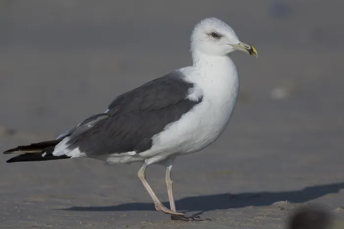 Framed Print : Heuglin's Gull