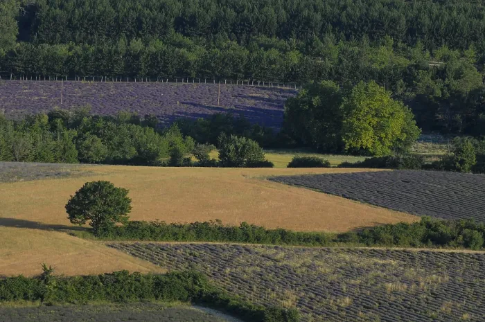 Framed Print : High angle view of a field of lavender