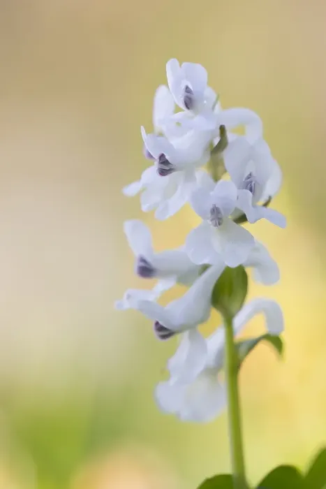 Framed Print : Hollowroot; Corydalis cava