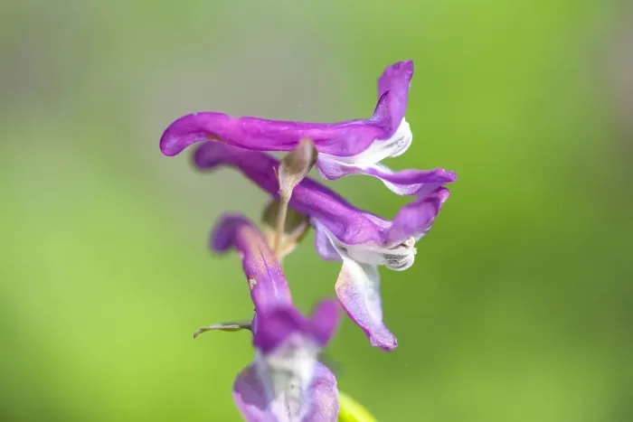 Framed Print : Hollowroot, Corydalis cava