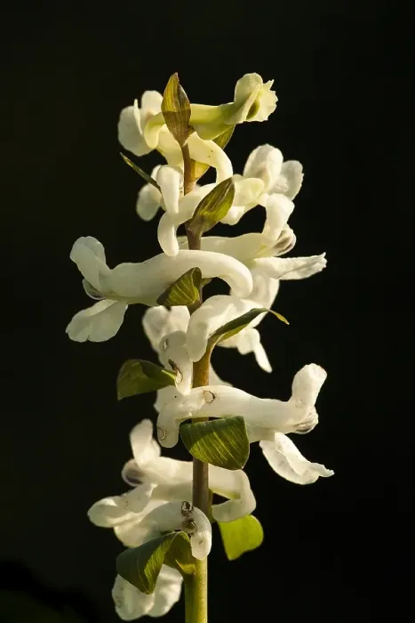 Framed Print : Hollowroot, Corydalis cava