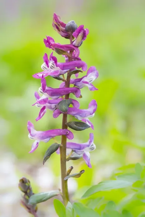 Framed Print : Hollowroot, Corydalis cava
