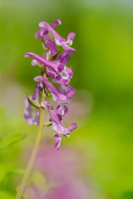 Framed Print : Hollowroot, Corydalis cava Framed Print : Hollowroot, Corydalis cava