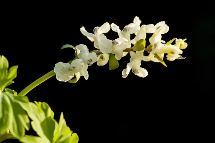Framed Print : Hollowroot, Corydalis cava