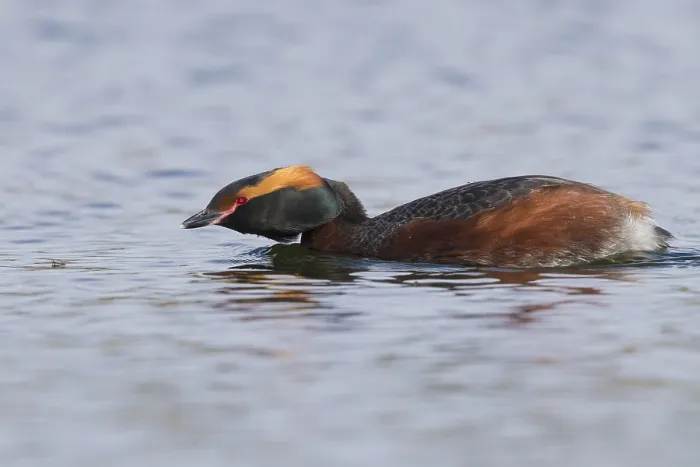 Framed Print : Horned Grebe