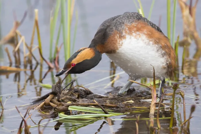Framed Print : Horned Grebe