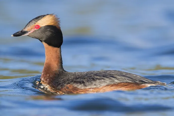Framed Print : Horned Grebe