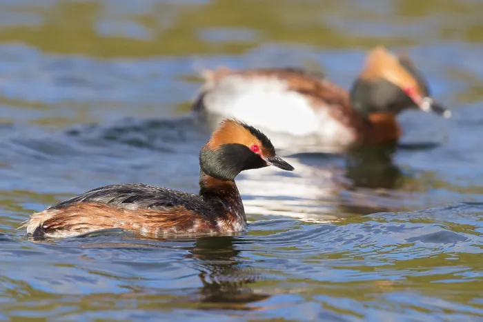 Framed Print : Horned Grebe