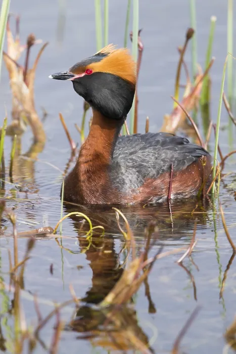 Framed Print : Horned Grebe Framed Print : Horned Grebe