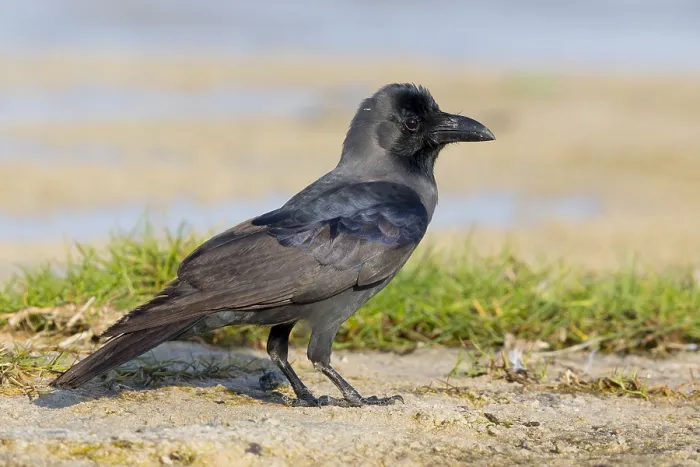 Framed Print : House Crow Framed Print : House Crow