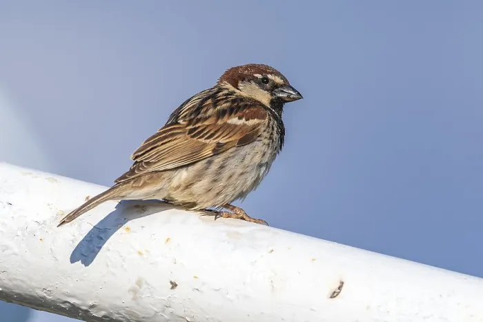 Framed Print : House x Spanish Sparrow, Passer domesticus x hispaniolensis