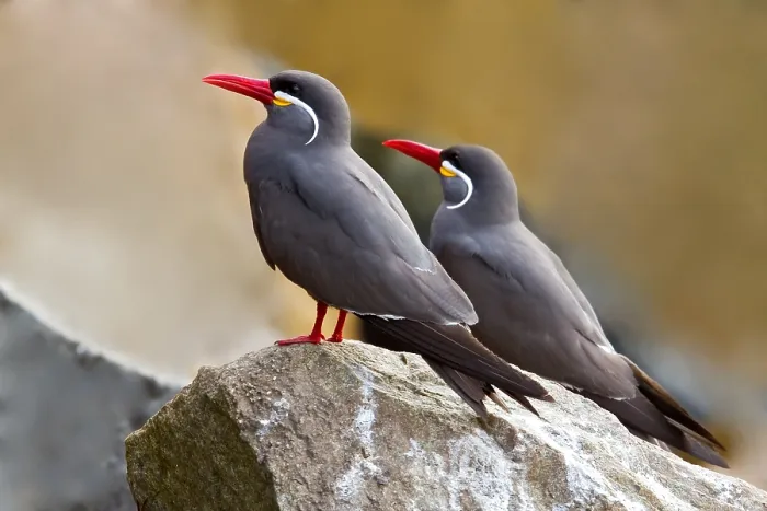 Framed Print : Inca Tern Pair in Peru. Perched on rocks along the coast