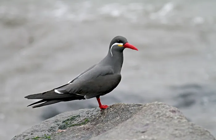 Framed Print : Inca Tern, Larosterna inca