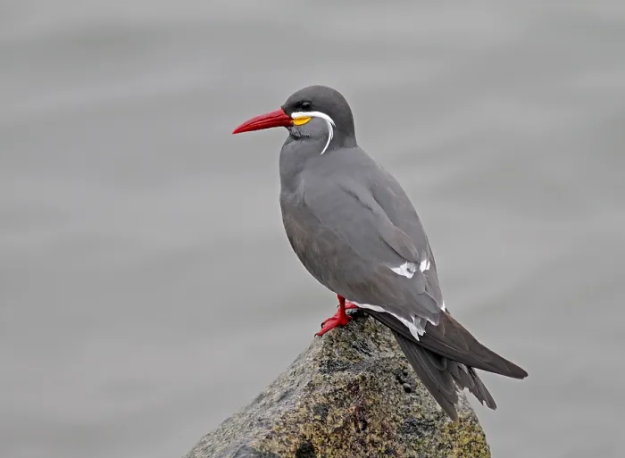 Framed Print : Inca Tern, Larosterna inca