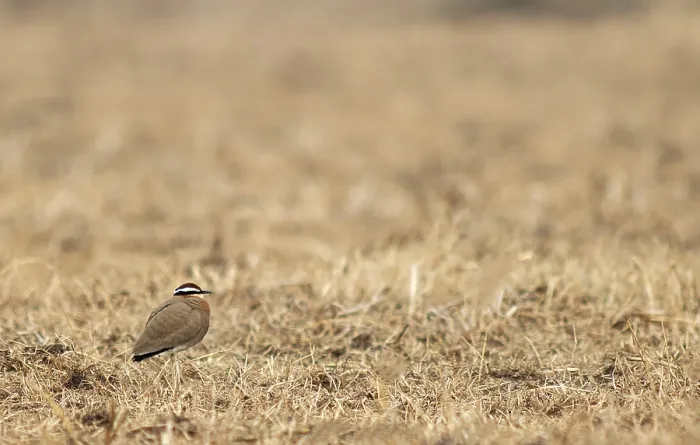 Framed Print : Indian Courser, Cursorius coromandelicus