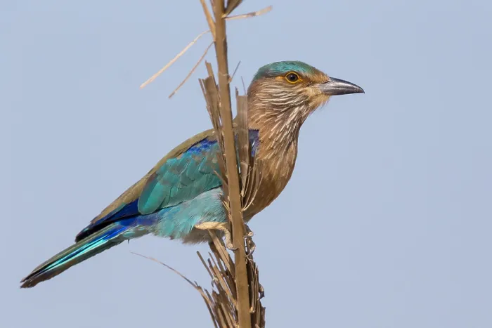 Framed Print : Indian Roller