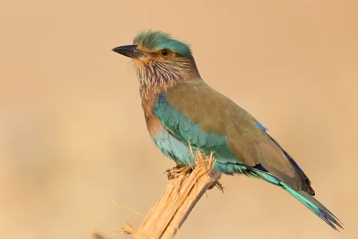 Framed Print : Indian Roller