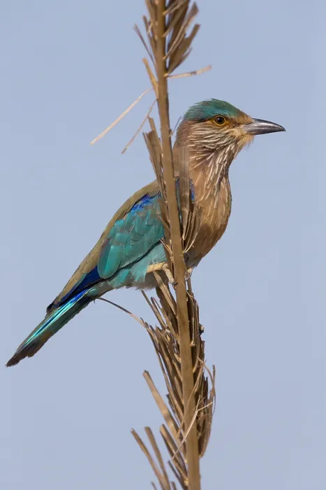 Framed Print : Indian Roller