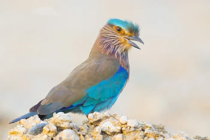 Framed Print : Indian Roller
