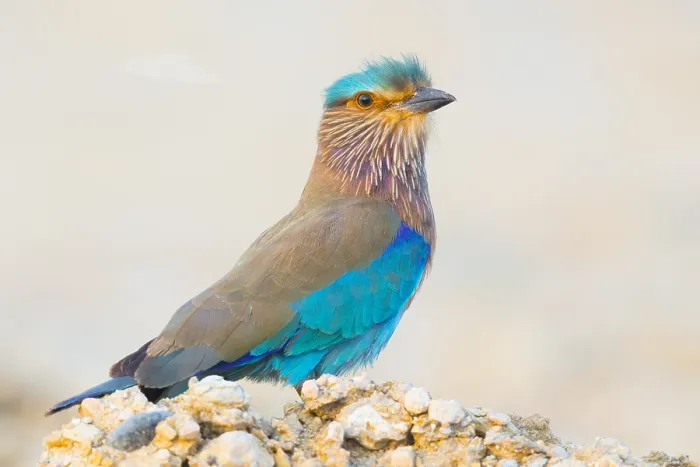 Framed Print : Indian Roller