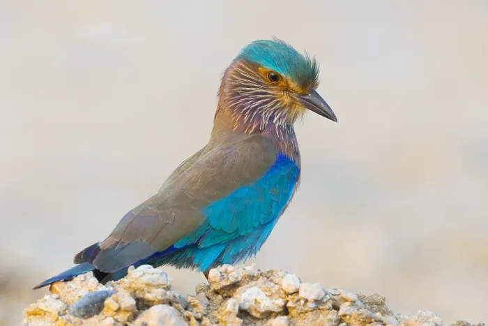 Framed Print : Indian Roller