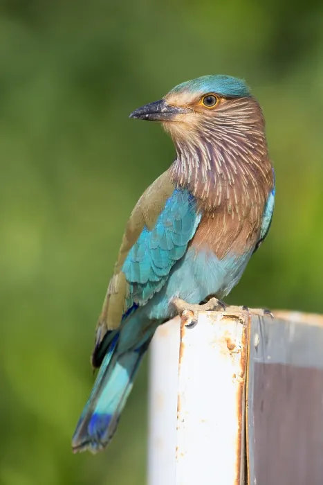 Framed Print : Indian Roller
