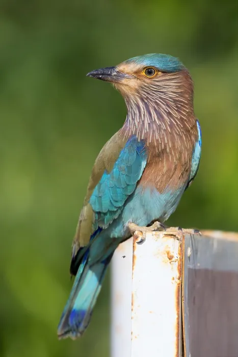 Framed Print : Indian Roller
