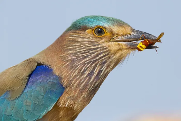 Framed Print : Indian Roller