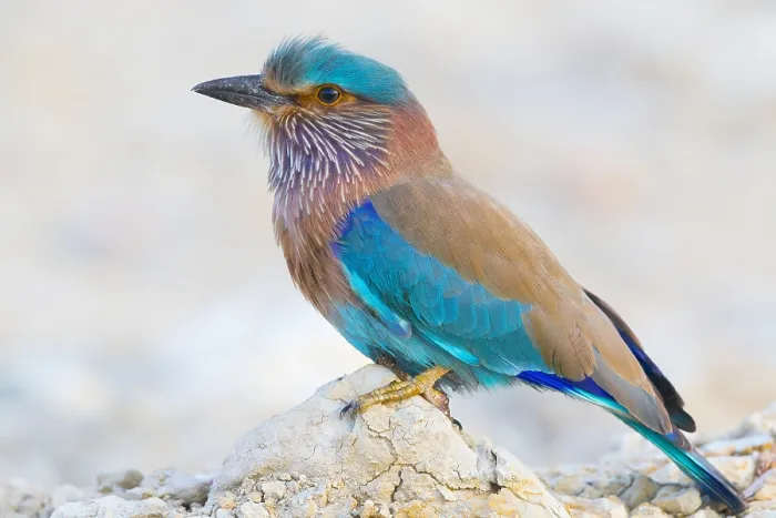 Framed Print : Indian Roller
