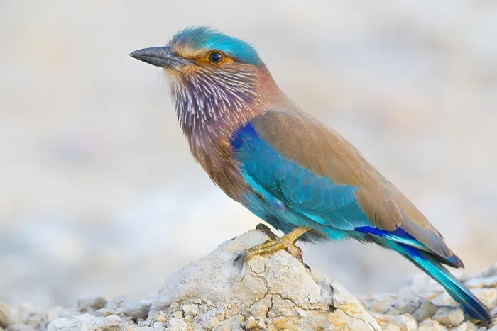Framed Print : Indian Roller
