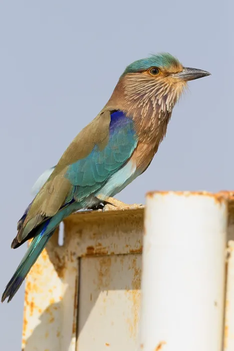 Framed Print : Indian Roller