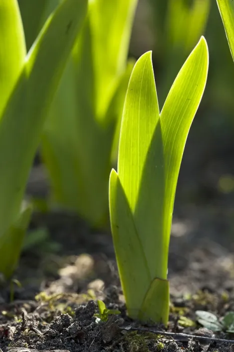 Framed Print : iris blad, Iris leaf
