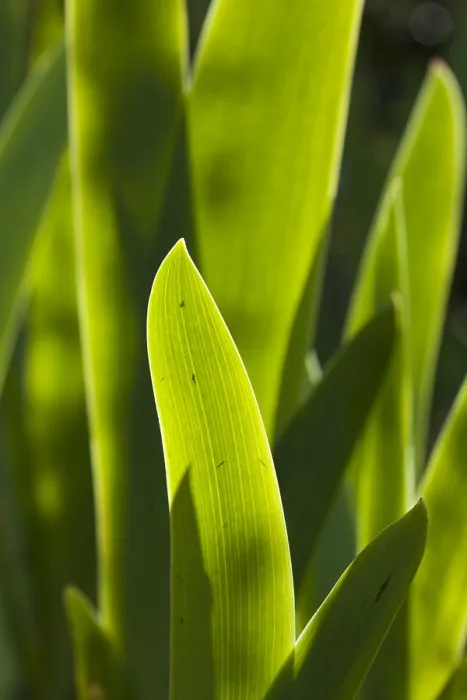 Framed Print : iris blad, Iris leaf