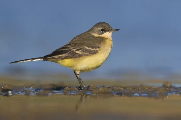 Framed Print : Italian Yellow Wagtail, Motacilla lava cinereocapilla