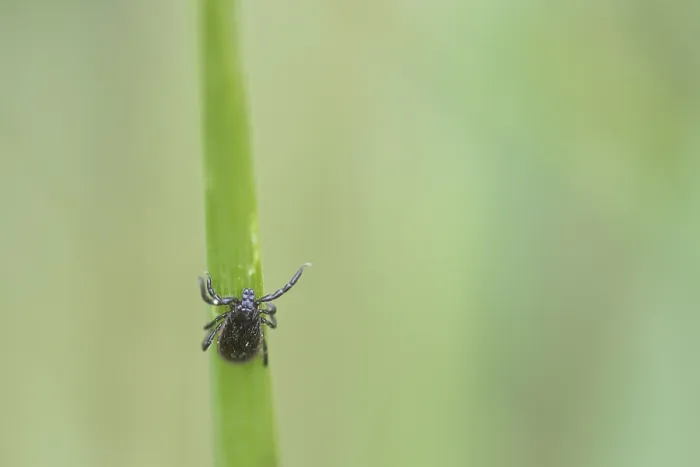Framed Print : Ixodes ricinus Framed Print : Ixodes ricinus