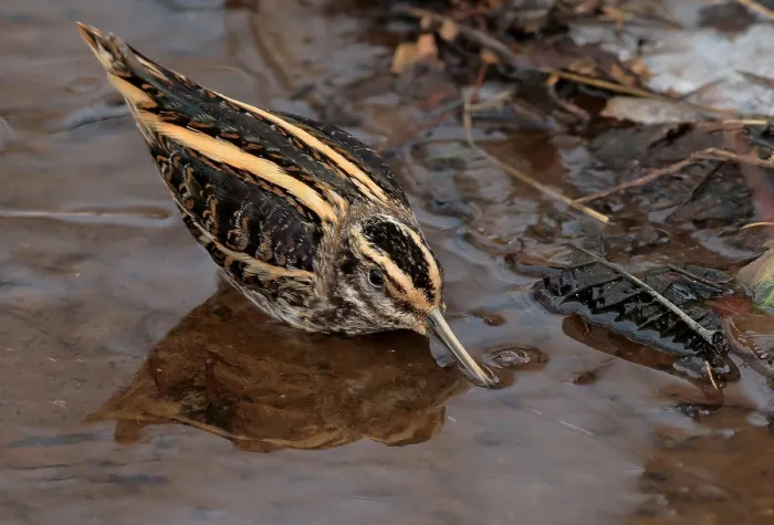 Framed Print : Jack Snipe, Lymnocryptes