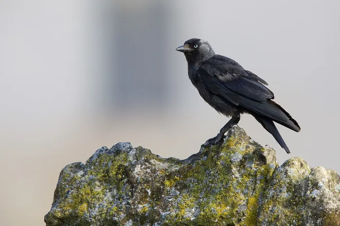 Framed Print : Jackdaw, Basilicata, Italy (Corvus monedula)