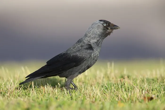 Framed Print : Jackdaw, Campania, Italy (Corvus monedula)